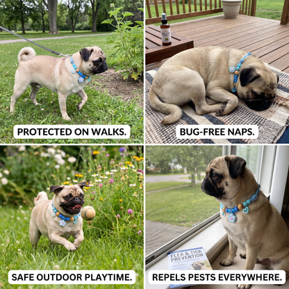 Cute Collar with Insect Repellent for Dogs