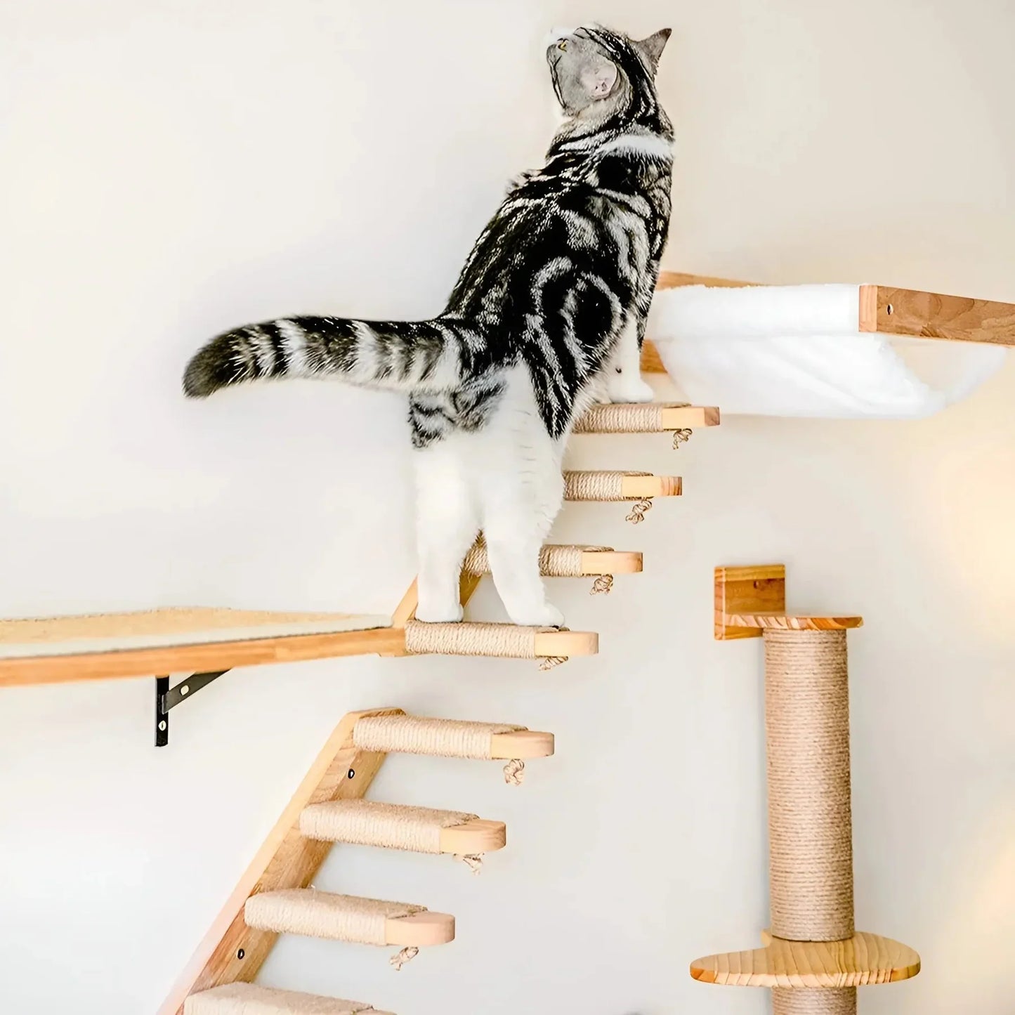KletterBuddy – The Perfect Wall Shelf for Active Cats